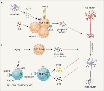 CD8+ T cells in brain injury and neurodegeneration